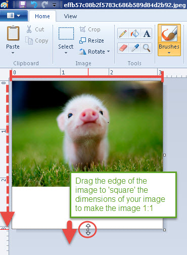 Animals_Adding Images3.jpg